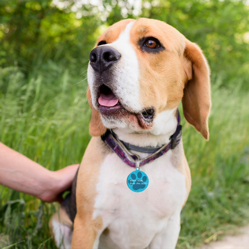 Add information to pet tags A dog wears a pet ID tag with name information