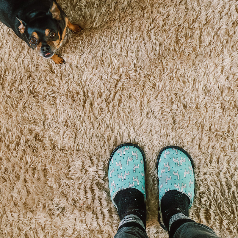 fashionable slippers A pair of light blue stylish slippers with pet prints