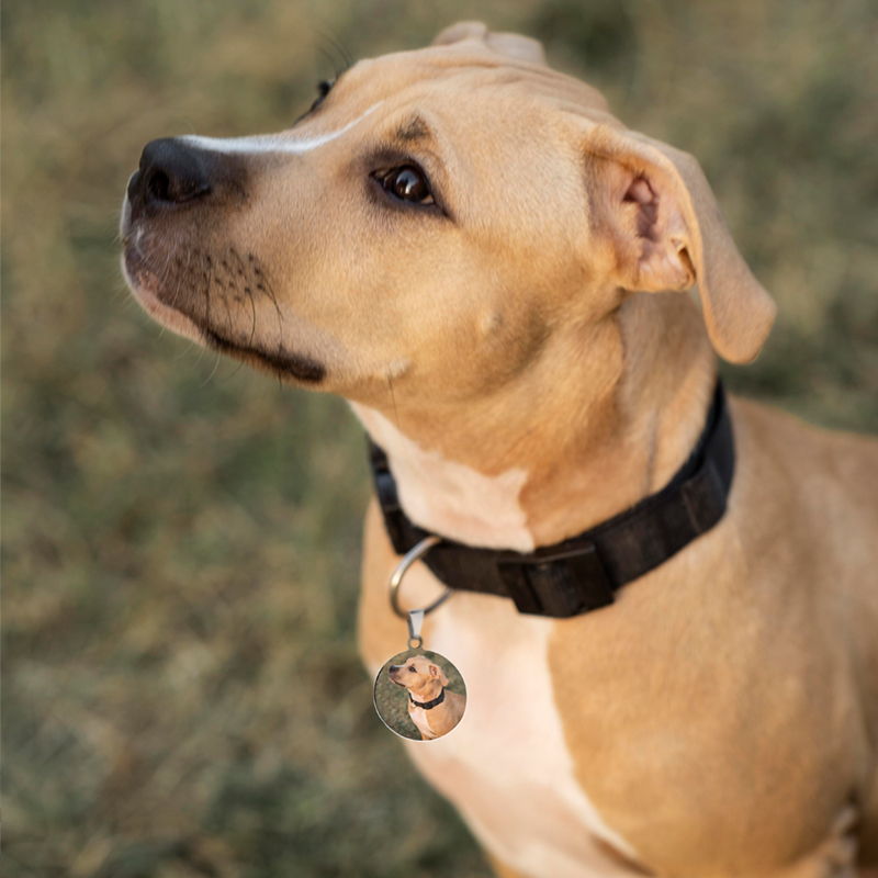 Photo pet tags A dog with a pet tag with a picture