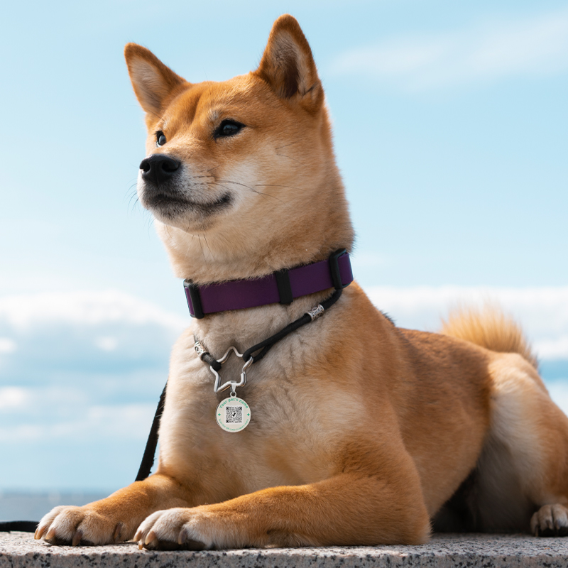 Smart and stylish safety A dog wears a pet tag with a QR code