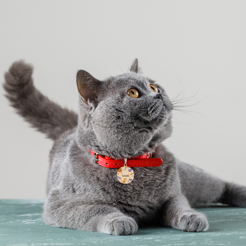 Why custom pet tags A cat wearing a pet tag